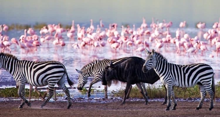 4 Days / 3 Nights Masai Mara & Lake Nakuru Joining Safari