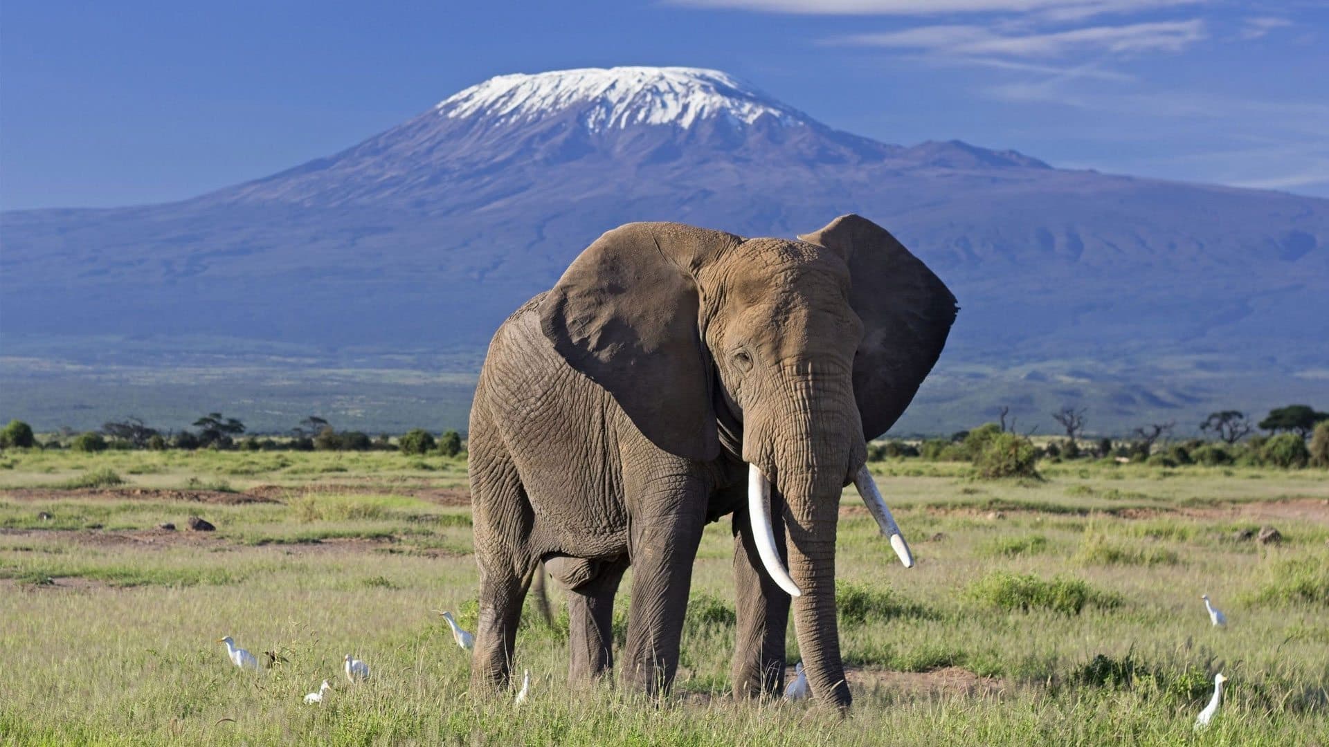 3 Days 2 Nights Amboseli (Sentrim Amboseli)