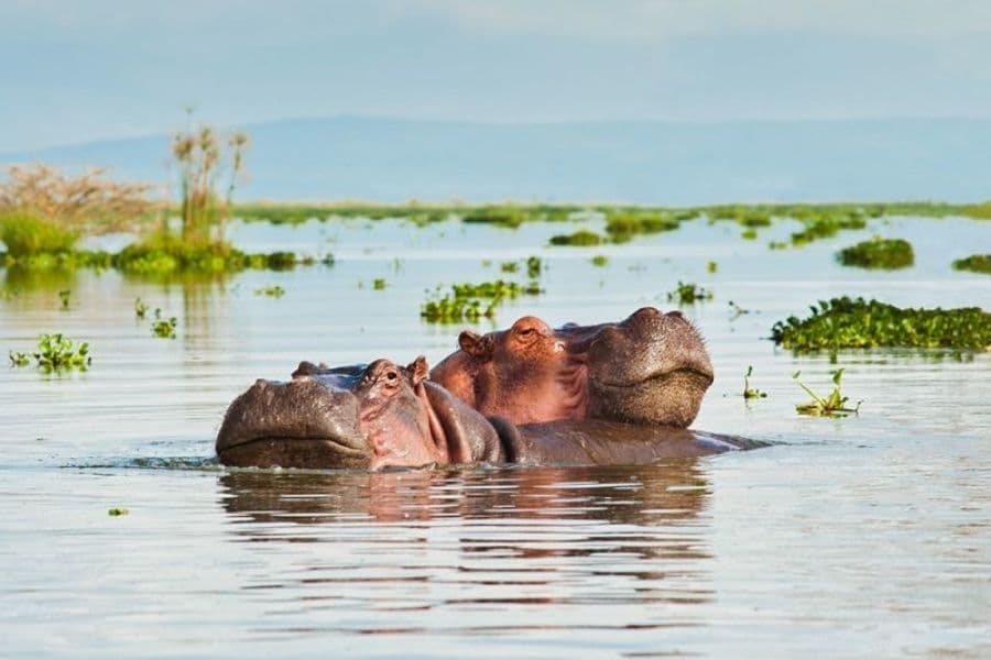3 Days 2 Nights Amboseli (Sentrim Amboseli)