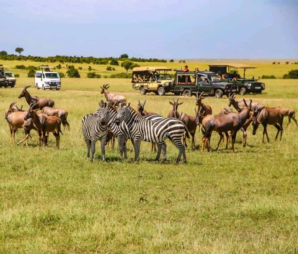 3 Days 2 Nights Masai Mara Joining Safari
