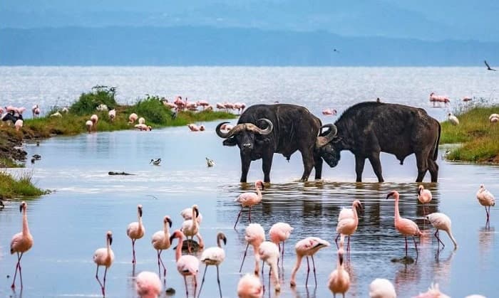 4 Days / 3 Nights Masai Mara & Lake Nakuru Joining Safari