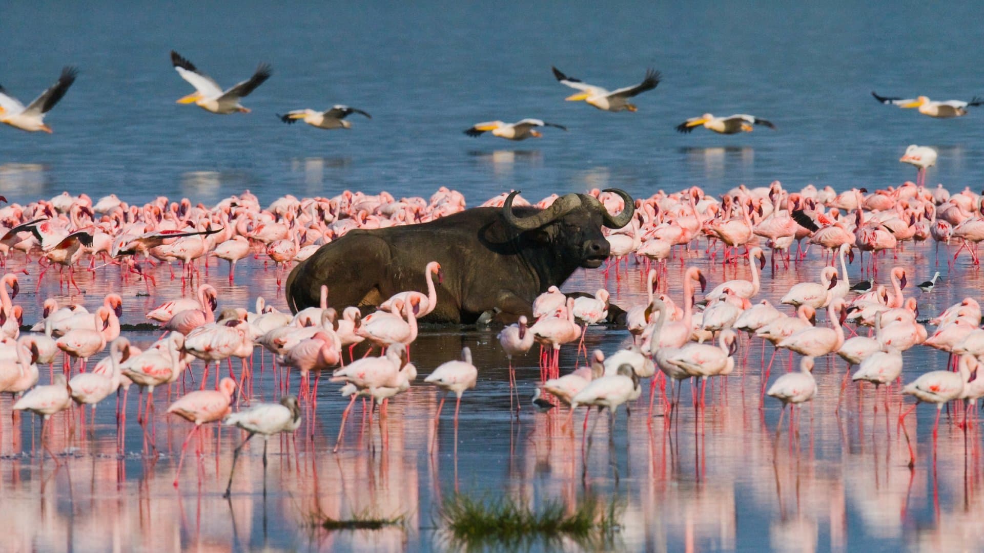 4 Days / 3 Nights Masai Mara & Lake Nakuru Joining Safari