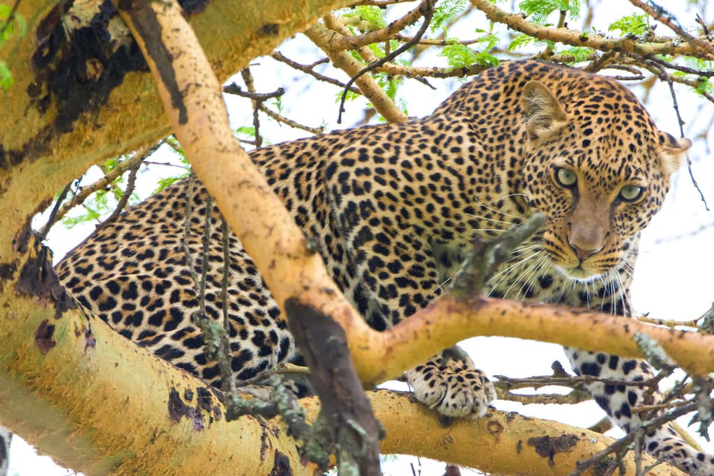 4 Days / 3 Nights Masai Mara & Lake Nakuru Joining Safari