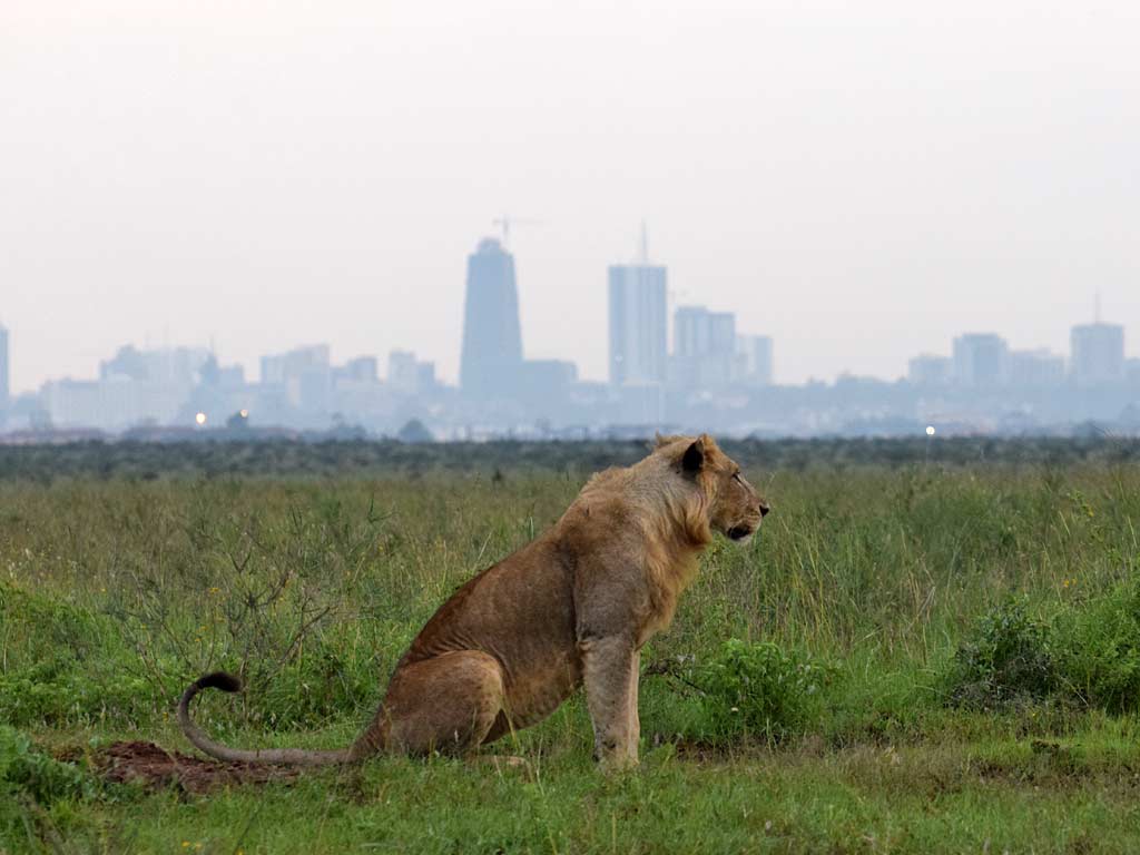Nairobi City Excursion