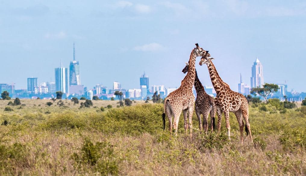 Nairobi City Excursion