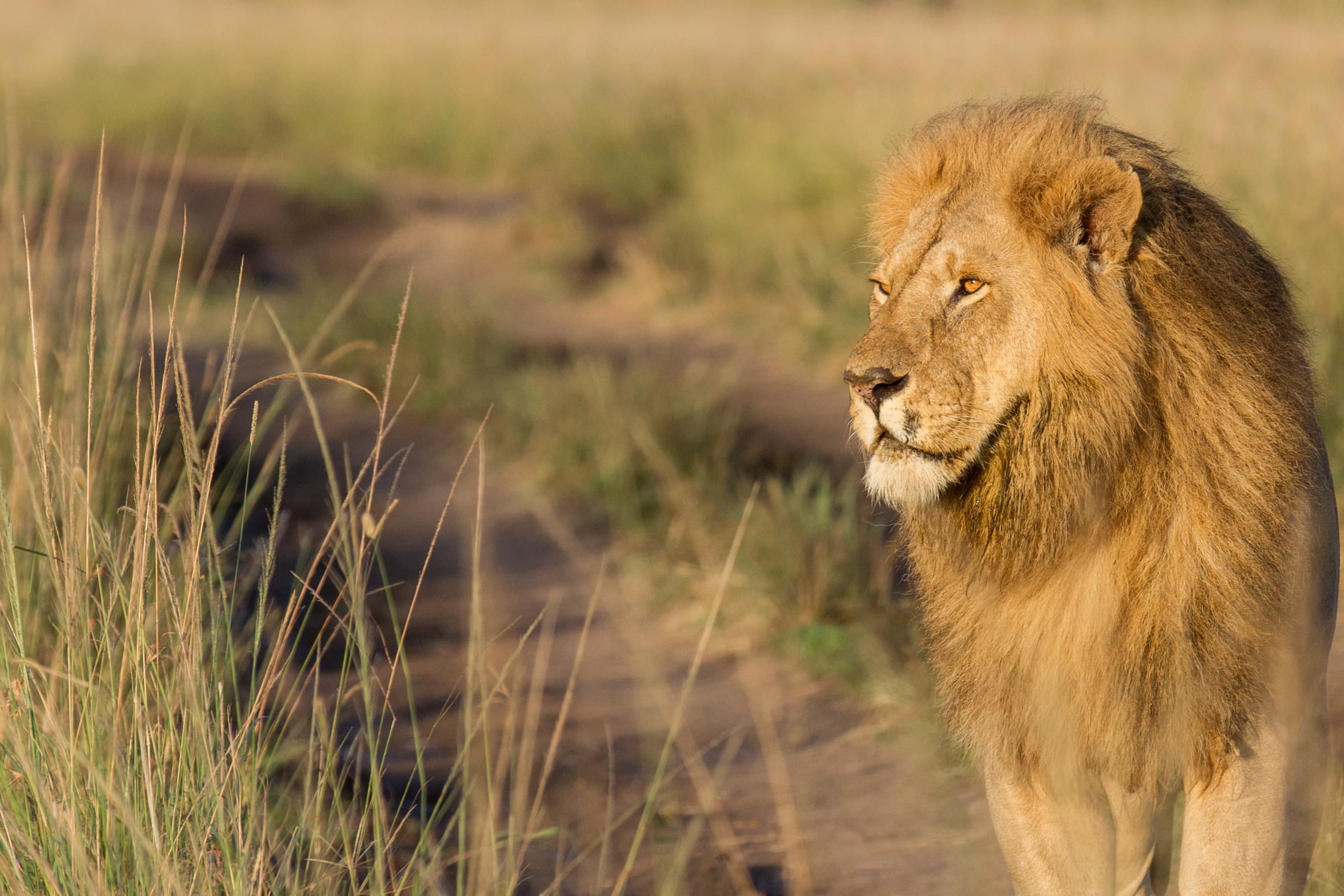 3 Days 2 Nights Masai Mara Joining Safari
