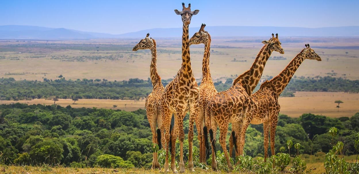 3 Days 2 Nights Masai Mara Joining Safari