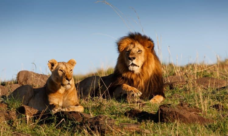 3 Days 2 Nights Masai Mara Joining Safari