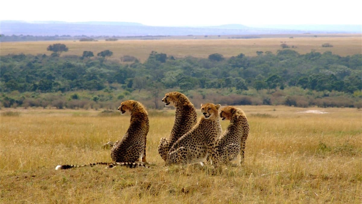 3 Days 2 Nights Masai Mara Joining Safari